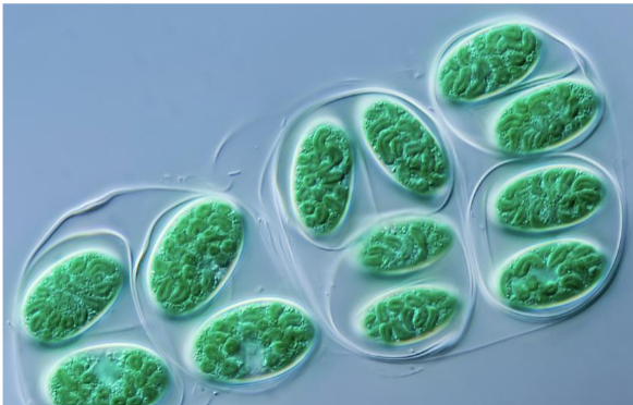 <p>freshwater, unicellular algae that have a layer of</p><p>peptidoglycan in their chloroplasts, use chlorophyll a</p>