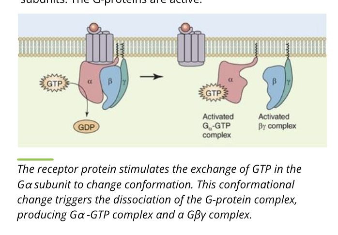 <ul><li><p>the receptor protein causes exchange of GDP with GTP on the alpha subunit</p></li><li><p>the heterotrimer separates into separate alpha and beta/gamma subunits </p></li><li><p>the G proteins are active</p></li></ul><p></p>