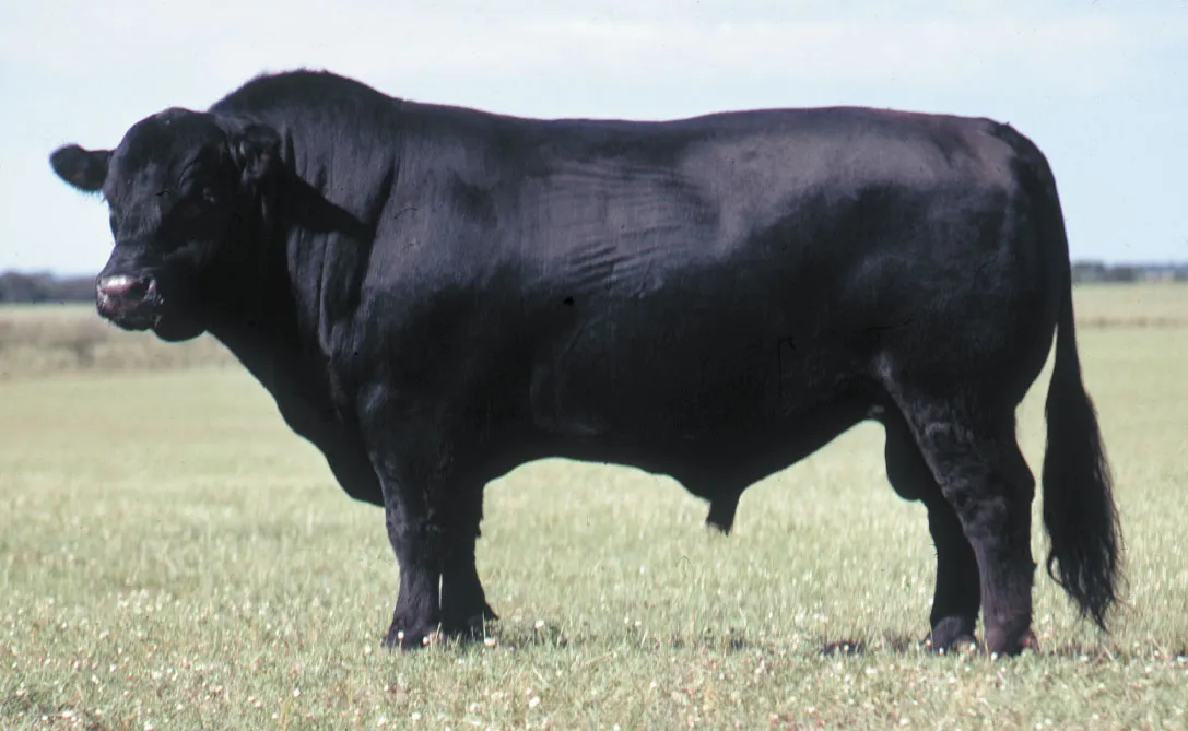 <p>Official name of the Angus breed is Aberdeen-Angus. They are an alert and vigorous breed. They produce a desirable carcass of high-quality, well- marbled meat.</p>