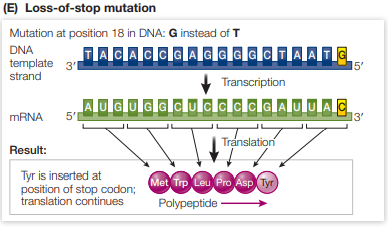 <p>The base pair substitution results in a stop codon being changed to a sense codon which encodes for an amino acid, resulting in more amino acids being added to the end of the chain</p><p>Effect is dependent on how many amino acids are added and how important that part of the polypeptide is to function</p>