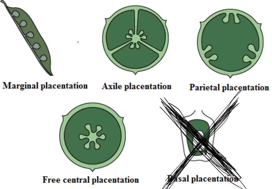 <p>-<span>Where in the ovary the ovules/seeds are attached.</span><br><span>-Four major types: marginal, parietal, axile, and free-central</span></p>