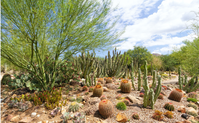 <p>Explain how saguaro cacti use nurse plants to survive:</p>