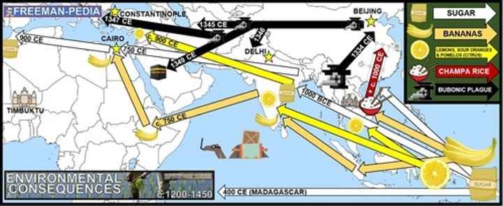 <p>Bananas in Africa, New rice varieties in East Asia, Spread of Cotton, sugar, and citrus throughout Dar-al-Islam and the Mediterranean basin</p>