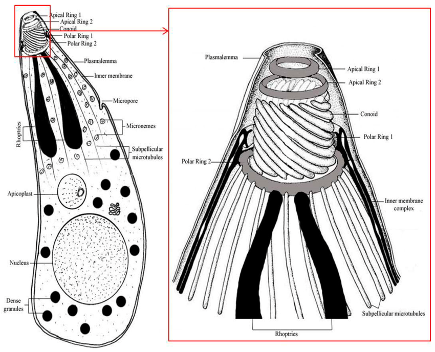 <p>apical complex</p>