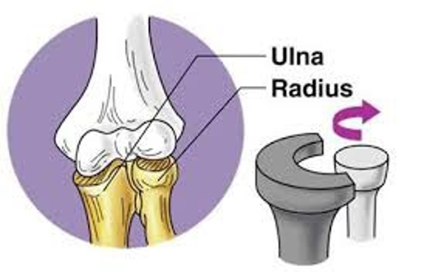 <p>joint that allows a bone to rotate around an axis; i.e. connection between radius and ulna</p>