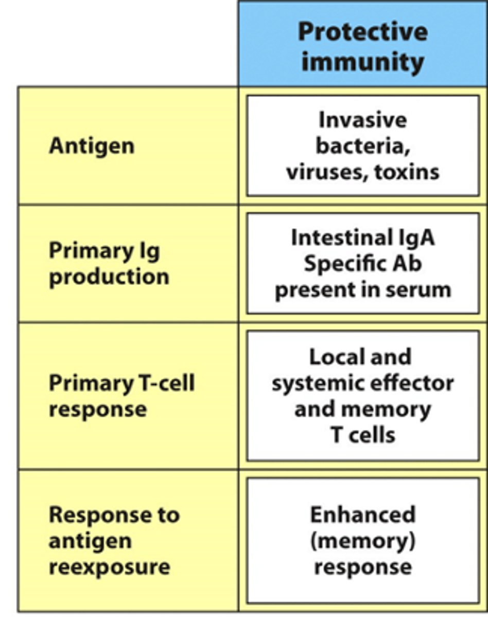 <p>- Protective immunity = from invasive bacteria/viruses/toxin</p><p>--&gt; Invasive as they need to 'muscle' their way in through the commensal organisms</p><p>- Produce IgA in response to this</p><p>--&gt; If we generate really good protective immunity in the mucosa, we want to protect the mucosal surface and provide more systemic immune response too</p><p>--&gt; Want to make sure antibodies can be present in serum too so also make lots of IgG for in the serum (systemic protection)</p><p>- Primary T cell is quite local and systemic</p><p>--&gt; Includes memory cells so enhanced, quicker response next time</p>