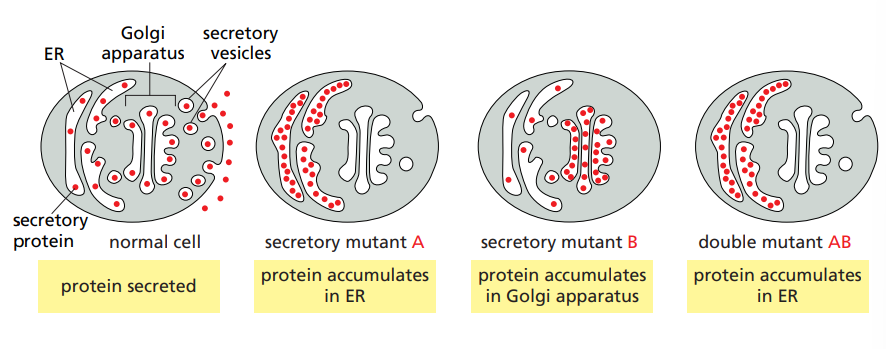 <p>It is the analysis of the relationship between different genes.</p>