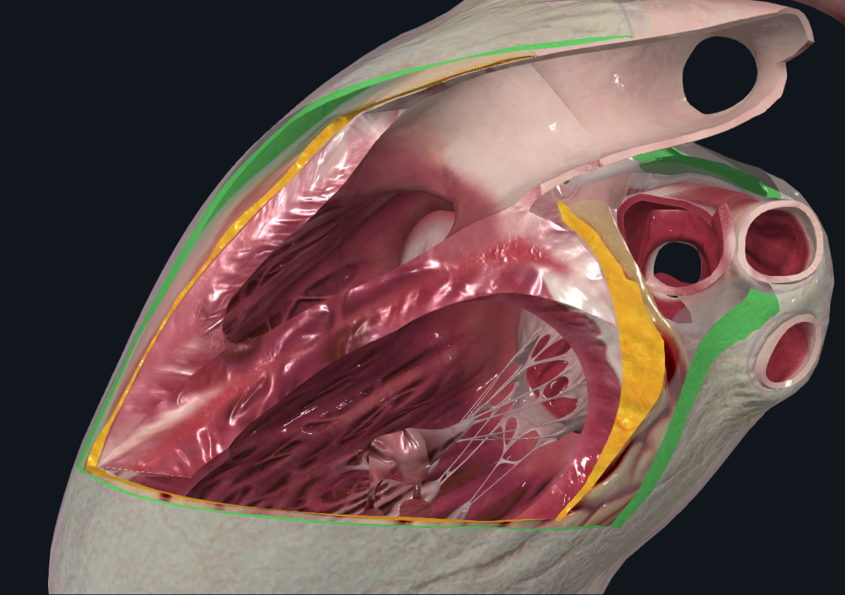 <p>Capa externa del pericardio seroso</p><ul><li><p>Se halla en contacto con el pericardio fibroso y separado del corazón por un espacio</p></li></ul><p></p>