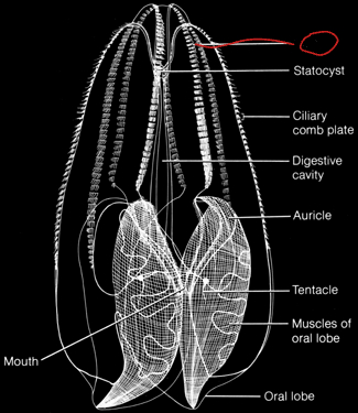 <p>What is this part of Ctenophora (Comb Jelly) called?</p>