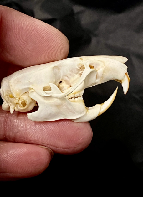 <p>Temporal ridge shape is a reliable way to tell black rat from norway rat with the skulls.</p>