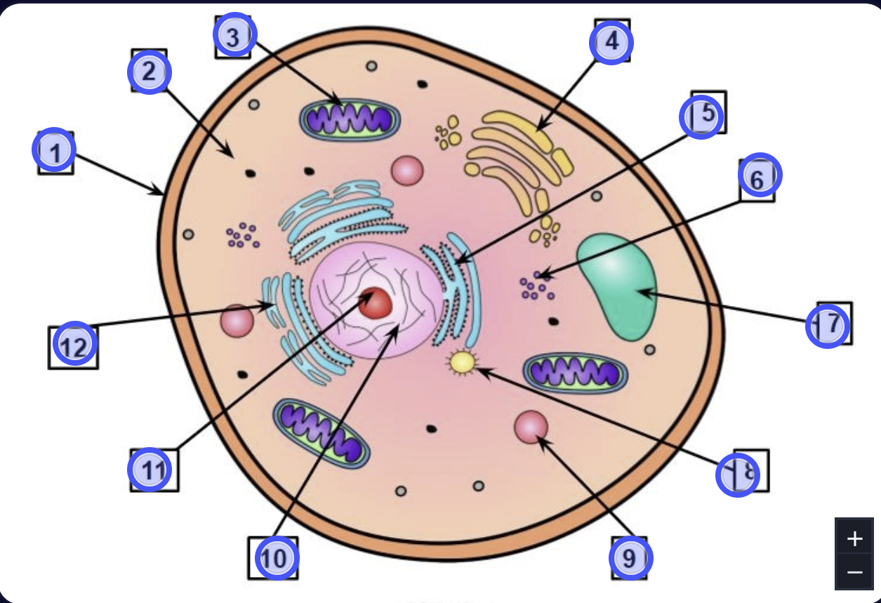 <p>Label the Organelles in an Animal Cell?</p>