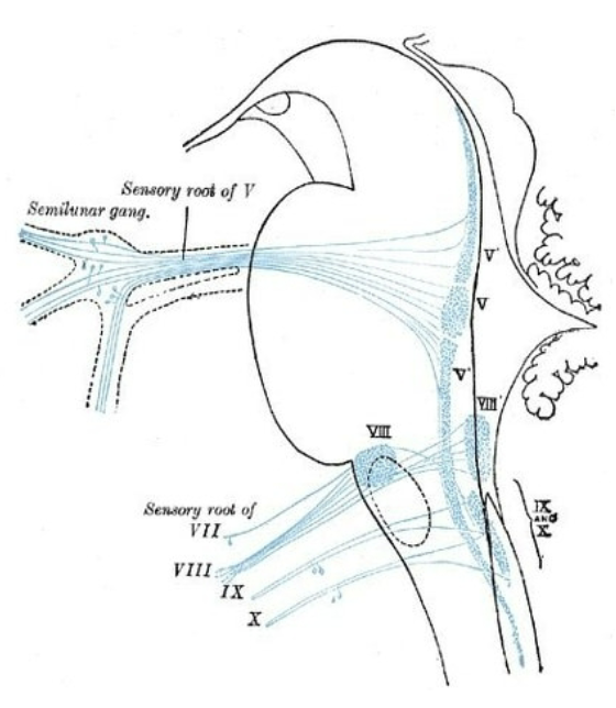 <ol><li><p><strong>Vestibulocochlear nerve</strong> (cranial nerve VIII (8th)</p></li><li><p><strong>Cochlear nuclei</strong> in the medulla oblongata &amp; pons</p></li><li><p><strong>Inferior colliculus </strong>of midbrain</p></li><li><p><strong>Medial geniculate</strong> body of the thalamus</p></li><li><p><strong>Auditory cortex </strong>of temporal lobe</p></li></ol><p></p>