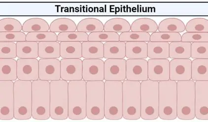 <p>functions of transitional epithelium</p>
