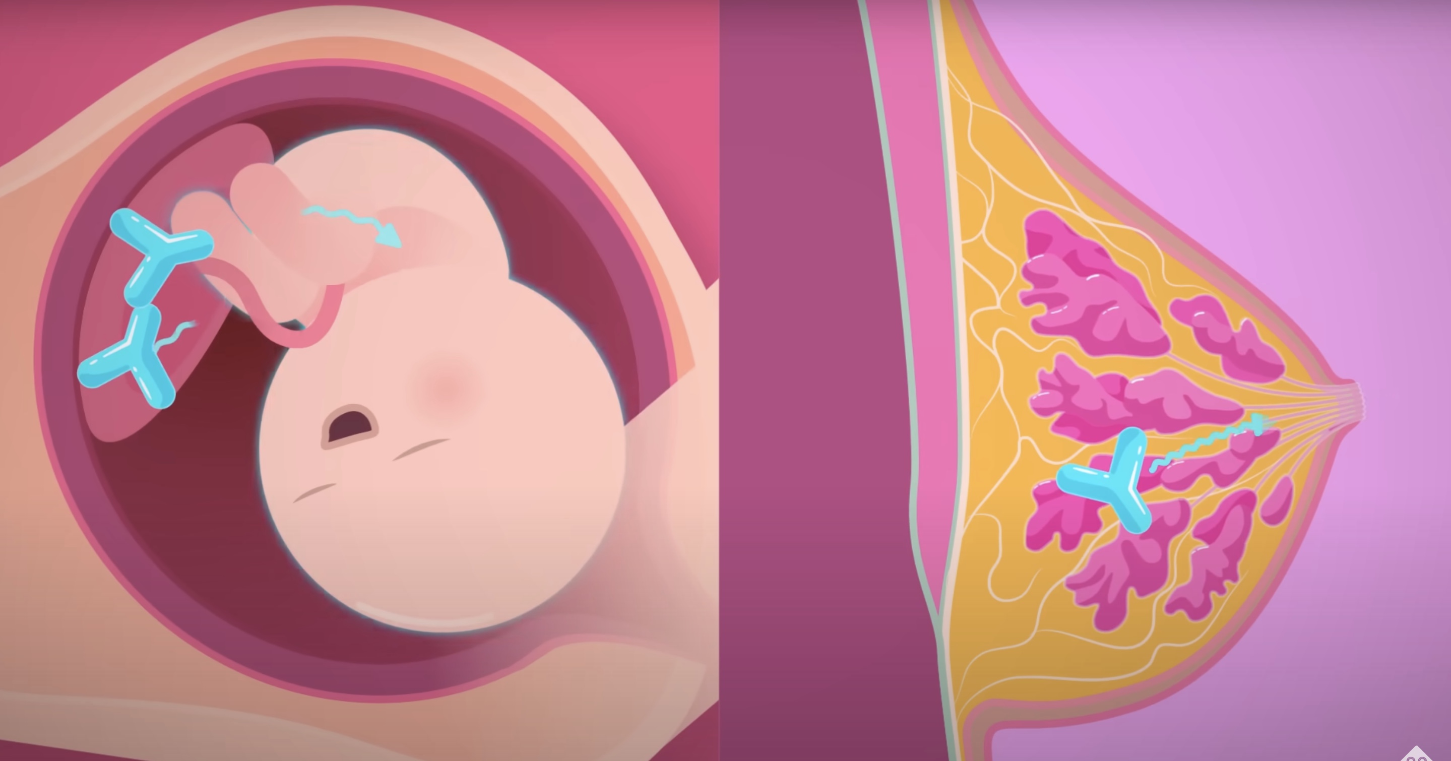 <p><strong>mothers</strong> passing antibodies to their <strong>child</strong> through <span style="color: blue"><strong>breast milk</strong></span></p>