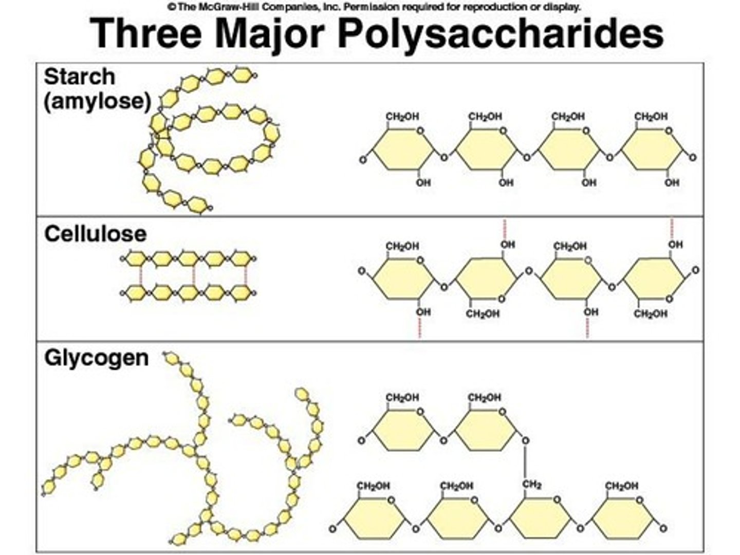<p>Long chains of glucose.</p>