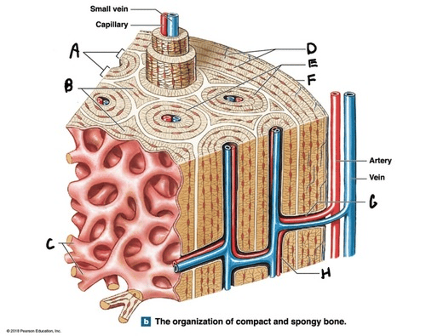 <p>What is C</p>