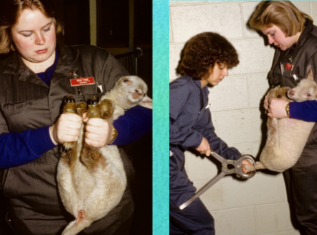 <p>Hold one front and one read leg in each hand</p><ul><li><p>can be used for castrating and tail docking</p></li></ul><p></p>