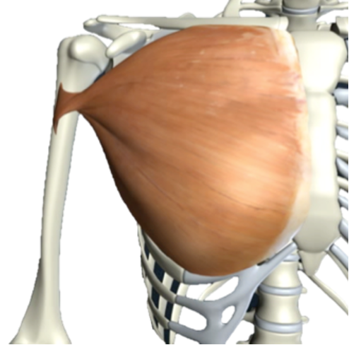 <p>What are the actions of this muscle?</p>