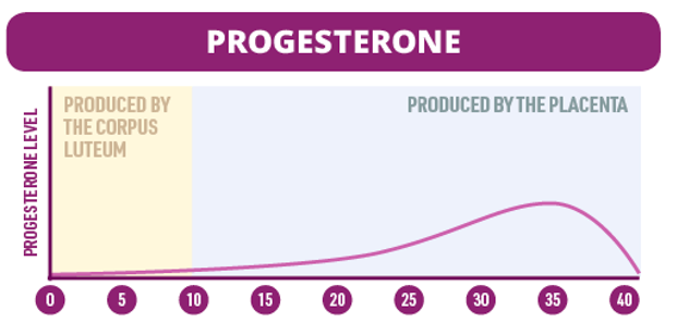 <p>Produced across gestation period in corpus luteum after ovulation -&gt; placenta. Strengthens uterine lining -&gt; encourage glands in endometrium -&gt; nutrients for embryo. Prepares for breastfeeding and prevents early labour.</p>