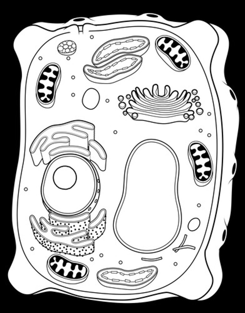 <p>Chloroplasts, central vacuole, cell wall, plasmodesmata</p>