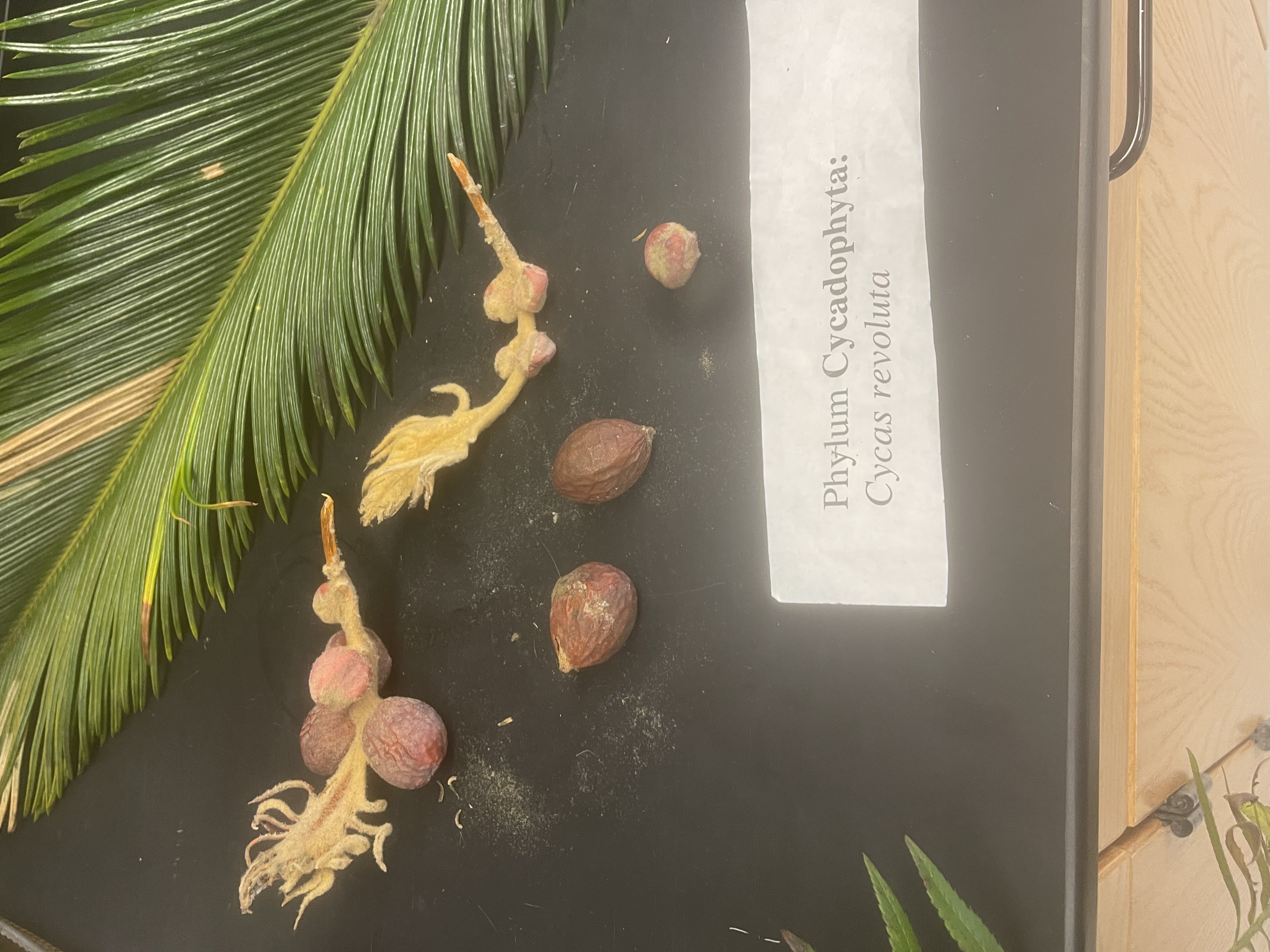 Name the phylum 