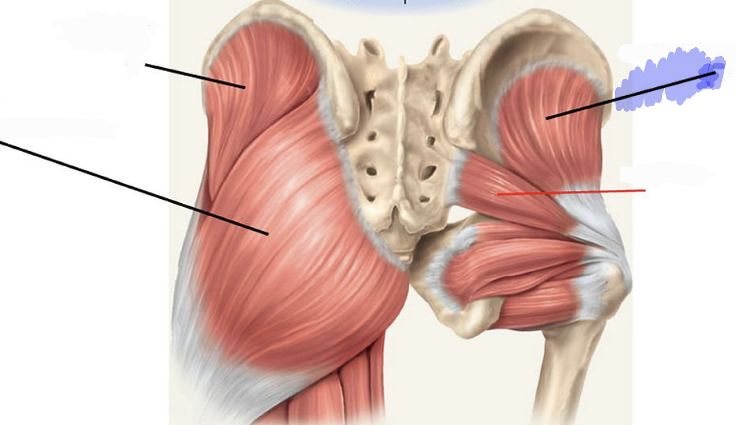 <p>ABduction and medial rotation of hip</p>