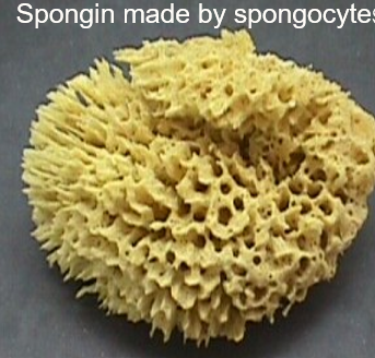 <p>Spongin - fibrous substance found in the skeleton of many sponges</p>