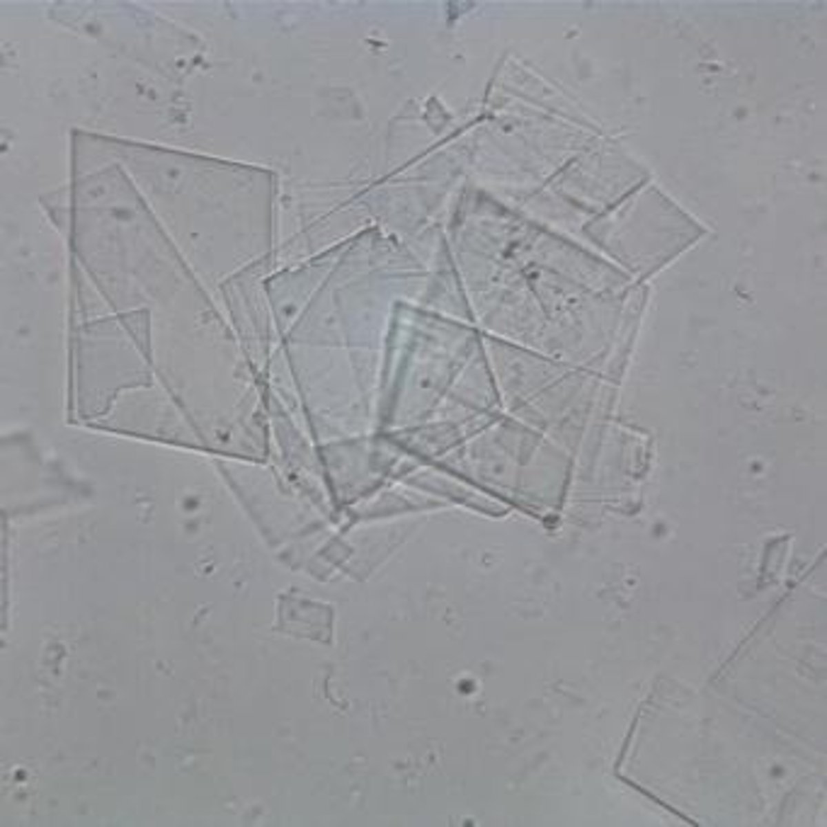<p>Whole RBC inclusions, colorless, observed under Brightfield at 10x.</p>
