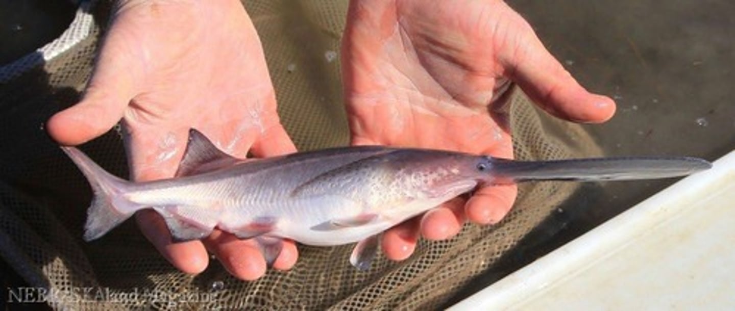 <p>Living members include paddlefish, sturgeon, and bichirs; they have ganoid scales.</p>