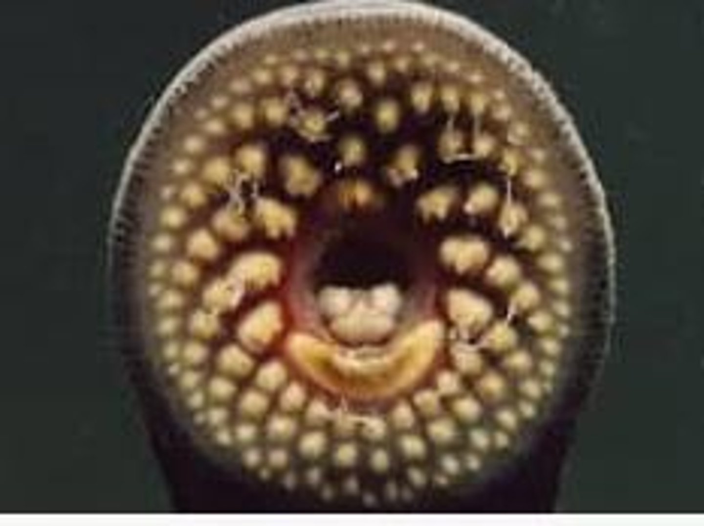 <p>They are ectoparasites that use a suction mouth with a rasping tongue.</p>