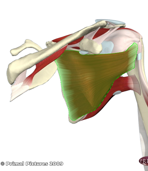 <p>origin: medial 2/3rds of subscapular fossa</p><p>insertion: lesser tubercle of humerus</p><p>Action: medial rotation, and assists adduction of humerus</p>