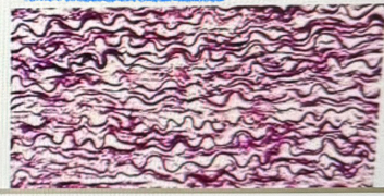 <p>What tissue is this?</p>