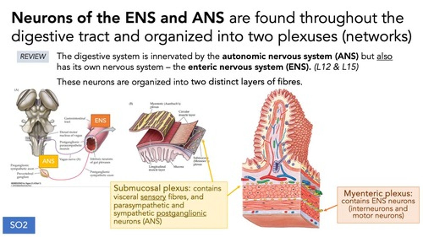 <p>It regulates smooth muscle activities in the digestive tract.</p>