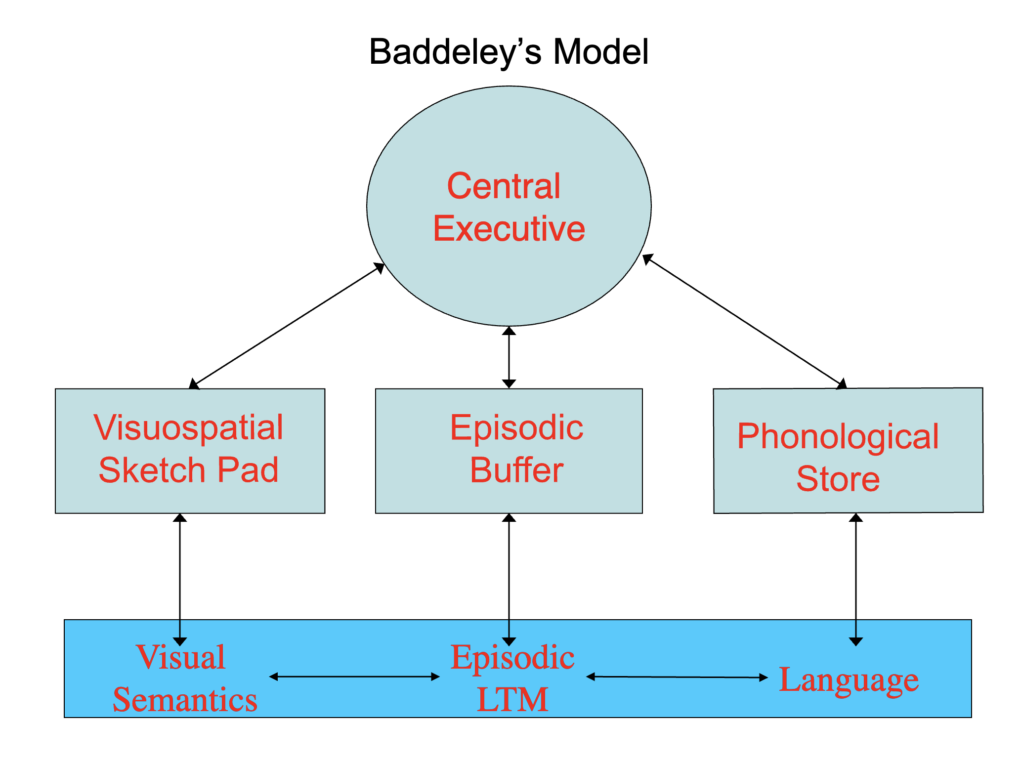 <p>coordinates system, retrieval, selective attention. related to frontal lobes. least studied but most important portion</p>