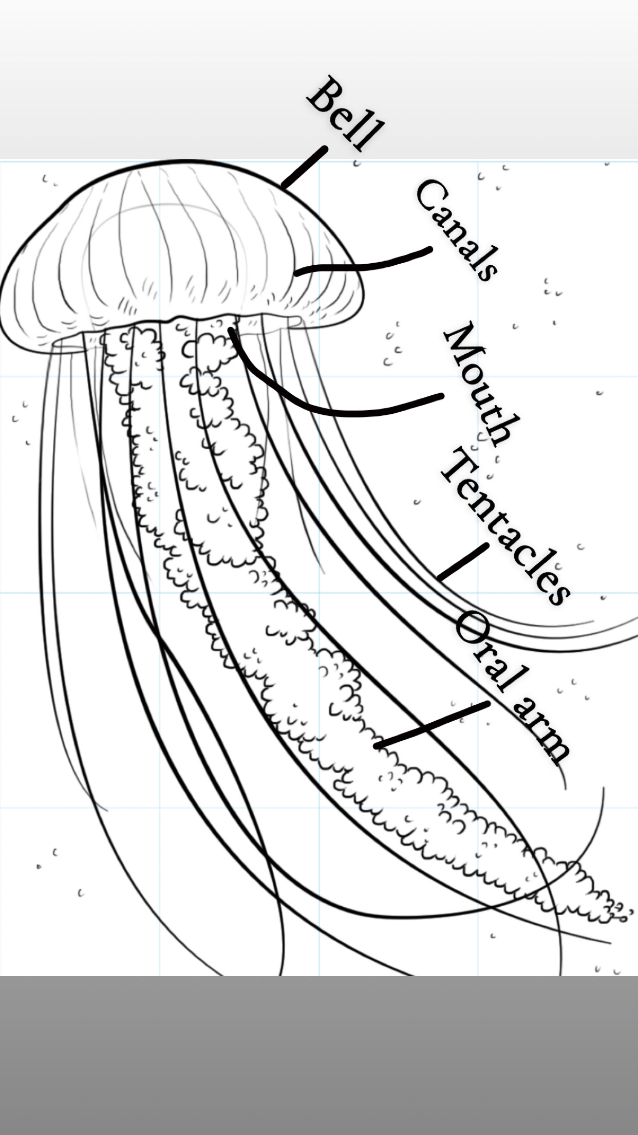 <p>Bell</p><p>Canals</p><p>Tentacles </p><p>Mouth</p><p>oral arm</p>