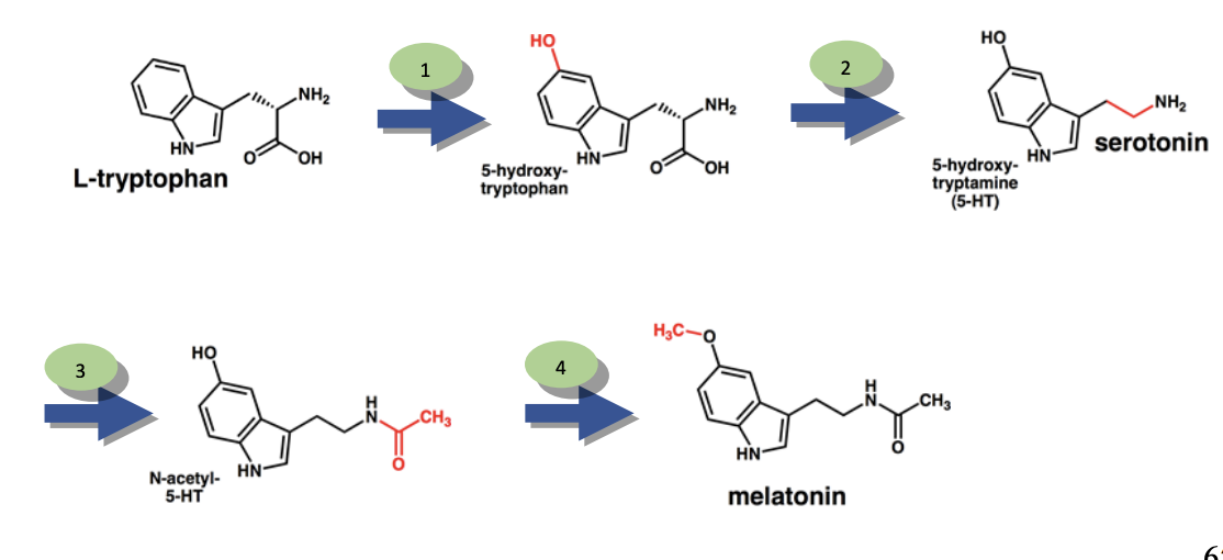 <p>What does it mean when there is an abundance of a specific product on the chromatograph<span style="font-family: Arial, sans-serif;"><span>?</span></span></p><ul><li><p>using image for an example, let’s say that there was an abundance of 5-hydroxy-tryptophan on the chromatograph</p></li></ul><p></p>