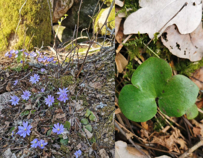 <p>Habitat: Skog. Blommar tidigt på våren. </p>
