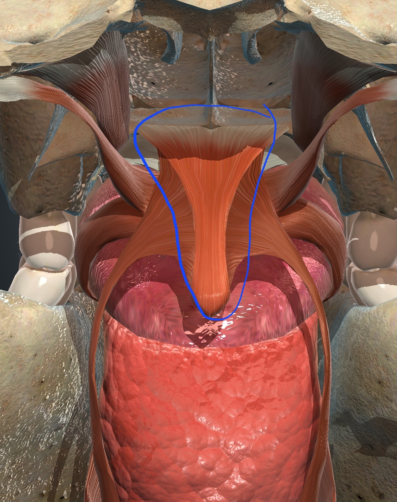 <p>What muscle is this?</p>