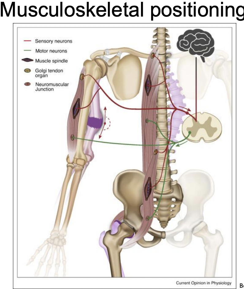 <p>Proprioceptive mechanism allowing for detection of body’s position and movement in space. (Sense of tension or force and of the effort exerted by acting muscles)</p>