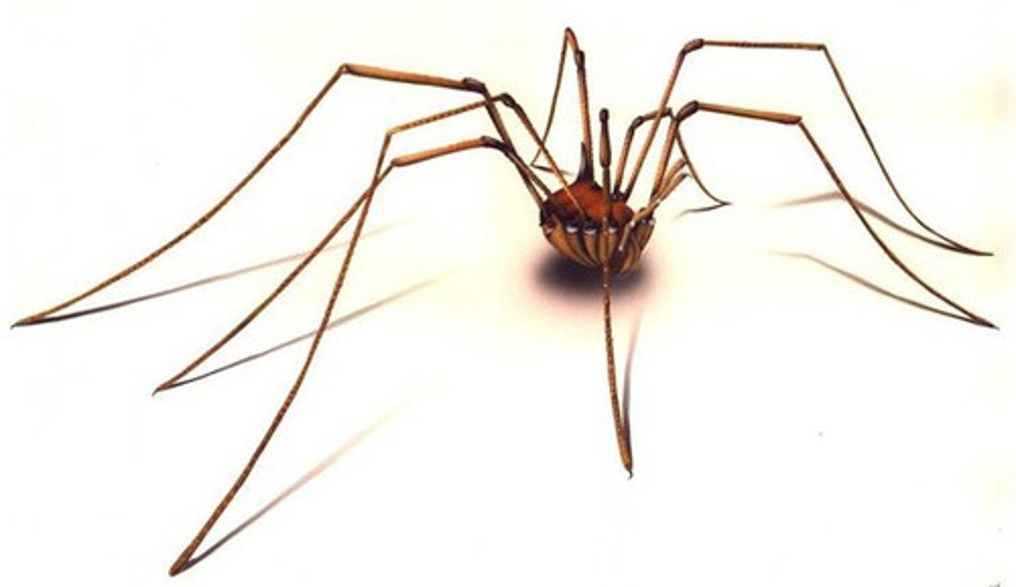 <p>a useful arachnid with one body section; eight long, scrawny legs, and an appetite for plant lice and other insect pests</p>