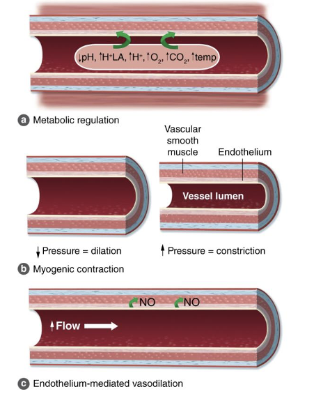 <p>Ability of local tissues to constrict or dilate arterioles that serve them</p><ul><li><p>alters regional flow based on needs</p></li></ul><p></p><p></p><p><span style="font-family: "Wingdings 2";"><span>¤</span></span><span style="font-family: "Century Gothic";"><strong><span>Metabolic mechanisms (VD) —→ (IMPORTANT FOR EXERCISE)</span></strong></span></p><ul><li><p><span>Buildup of local metabolic by-products</span></p></li><li><p><span>decrease in O</span><sub><span>2</span></sub></p></li><li><p><span>Increase in </span><span style="font-family: "Century Gothic";"><span>CO</span><sub><span>2</span></sub><span>, K</span></span><sup><span>+</span></sup><span style="font-family: "Century Gothic";"><span>, H+, lactate</span></span></p></li><li><p><span style="font-family: "Century Gothic";"><span>causes </span><strong><span>Functional sympatholysis</span></strong></span></p></li></ul><p></p><p></p><p><span style="font-family: "Wingdings 2";"><span>¤</span></span><span style="font-family: "Century Gothic";"><strong><span>Endothelial mechanisms (mostly VD)</span></strong></span></p><ul><li><p><span style="font-family: "Century Gothic";"><span>Substances secreted by vascular endothelium</span></span></p></li><li><p><span style="font-family: "Century Gothic";"><span>Nitric oxide (NO), prostaglandins, EDHF</span></span></p></li></ul><p></p><p></p><p><span style="font-family: "Wingdings 2";"><span>¤</span></span><span style="font-family: "Century Gothic";"><strong><span>Myogenic mechanisms (VC, VD)</span></strong></span></p><ul><li><p><span style="font-family: "Century Gothic";"><span>Local pressure changes can cause Vasoconstriction (VC), Vasodilation (VD)</span></span></p></li><li><p><span style="font-family: "Century Gothic";"><span>Increase in P → Increase VC</span></span></p></li><li><p><span>Decrease in P → increase VD</span></p></li></ul><p></p>