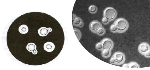 <p>Round to oval cells </p><p>Daughter call are formed as bud </p>