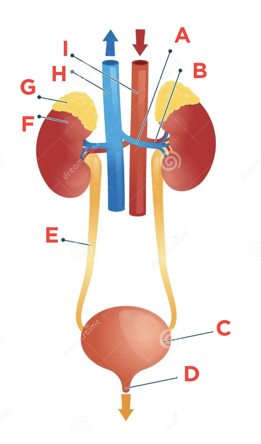 <p>G</p>