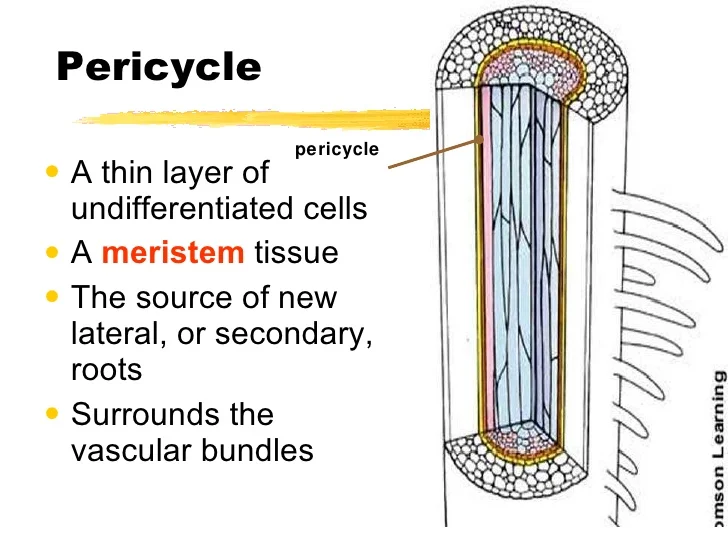 <p>pericycle, where: layer under the endodermis, surrounds vascular bundles</p><p>pericycle, why: undifferentiated cells, site of <strong>new root formation</strong></p>