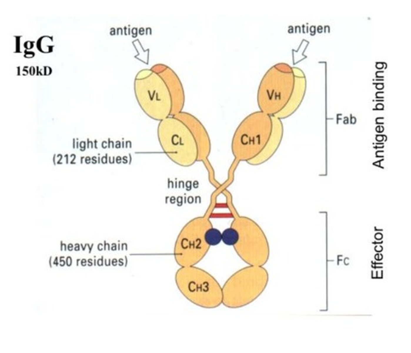 <p>B cell receptor, specific for antigens.</p>