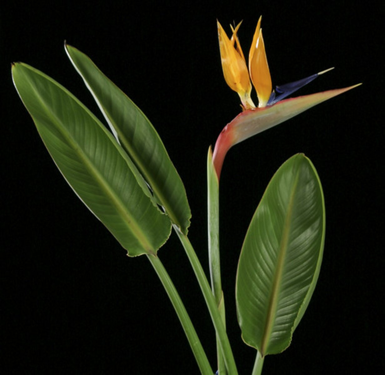 <p>Strelitzia reginae (Strelitzia parvifolia)</p>