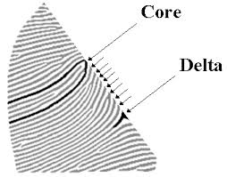 <p>Where a loop pattern reaches its farthest point towards the middle of print and starts to turn back </p>
