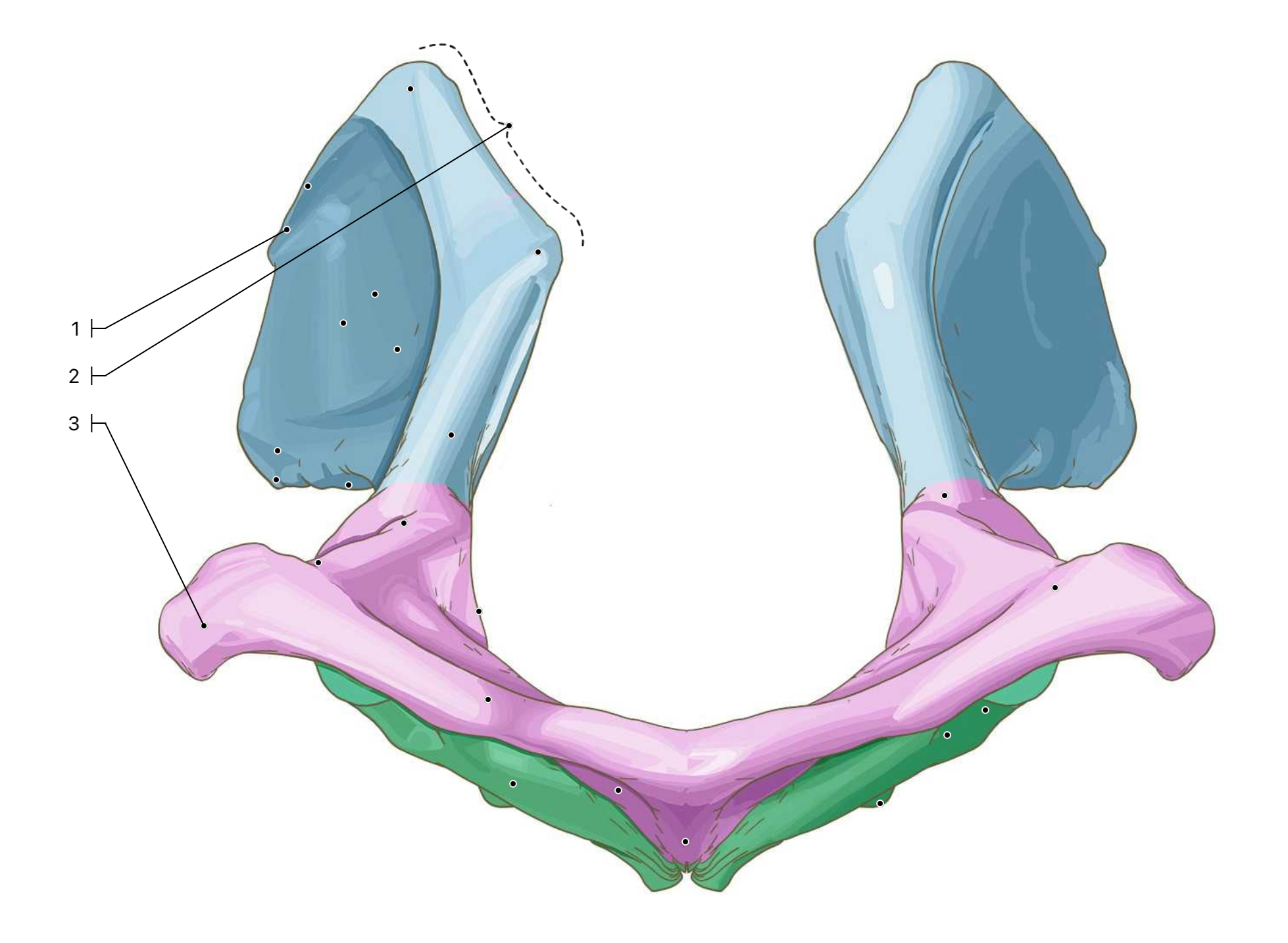 <p>This is a caudal view of the pelvis. What label corresponds with the sacral tuberosity, iliac crest &amp; ischial tuberosity?</p>