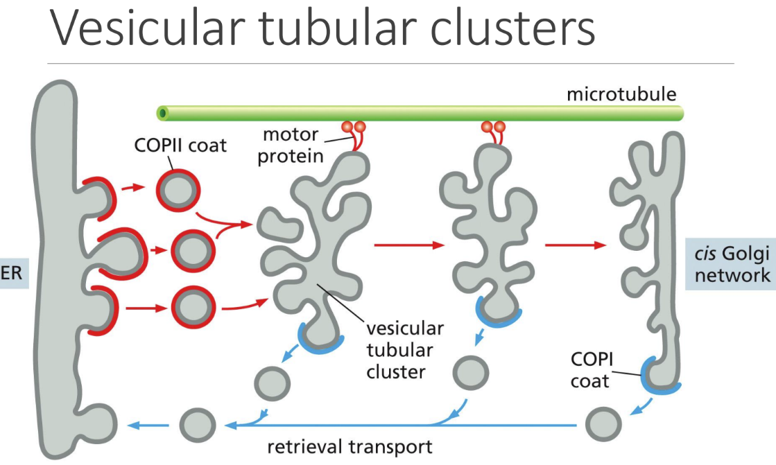 <p class="Paragraph SCXW236759679 BCX0" style="text-align: left"><span>Vesicular tubular clusters = multiple vesicles fuse together so only 1 large one is transported to the Golgi&nbsp;</span></p><ul><li><p class="Paragraph SCXW236759679 BCX0" style="text-align: left"><span>Pulled along microtubules to Golgi Cis face&nbsp;</span></p></li></ul><p></p>