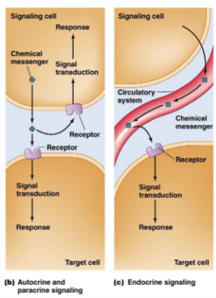 <ul><li><p>autocrine/paracrine signaling is when a cell sends a messenger out and it affects a nearby target cell (or the cell itself, for autocrine)</p></li><li><p>endocrine signaling is when a cell sends a messenger (hormone) out and it affects a multitude of target cells, as hormones can travel through blood and lymph, and has a variety of effects</p></li></ul>